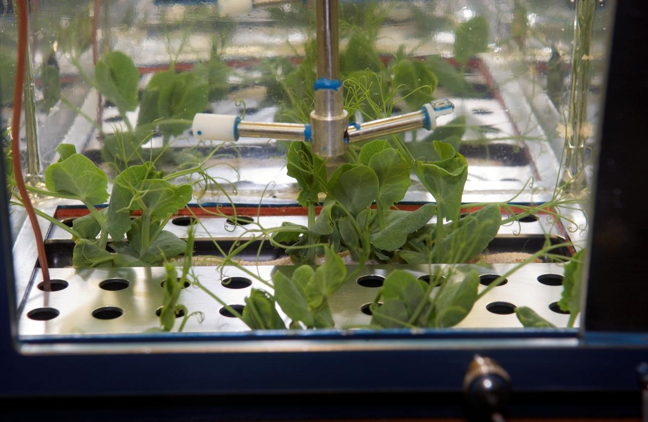 Green broad-leaf plants inside glass chamber with scientific equipment for research